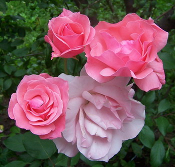 rosa-rosa_de_ma%F1ana.jpg