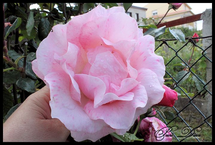 rosa+rosacea+19+mayo+2012+canon+eos+1100d+(4).JPG