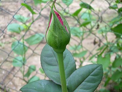 Rosa rosada.JPG