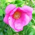 rosa-rugosa-1.jpg