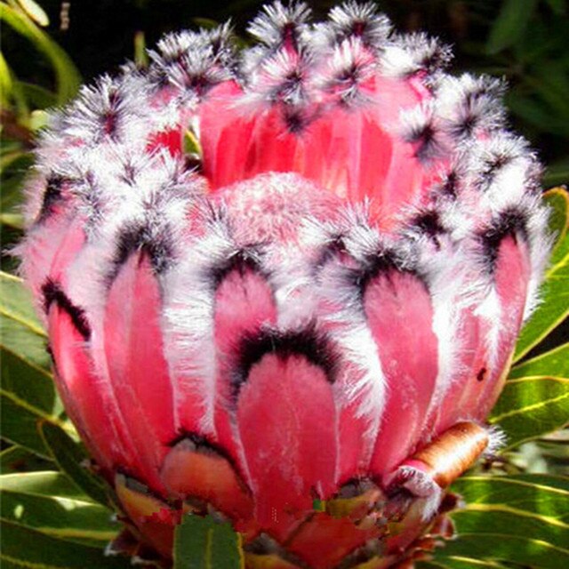 Rosa-semillas-Protea-neriifolia-semillas-de-flores-raras-jard-n-de-plantas-10-unids-lote.jpg