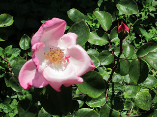 rosa+simple.jpg