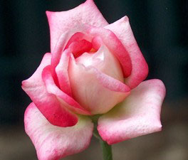 rosa-Tiani.jpg