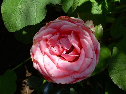 rosa v.JPG