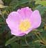 rosa-virginiana.jpg
