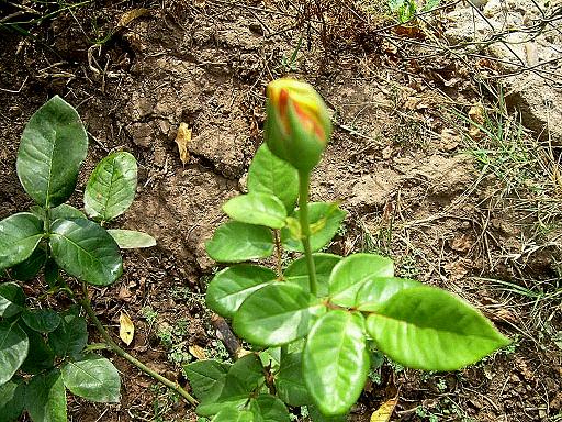 Rosa yellow.JPG