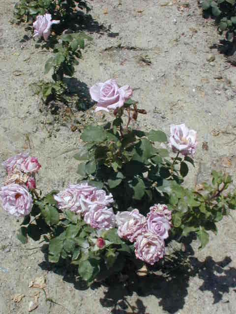 rosa0074.jpg