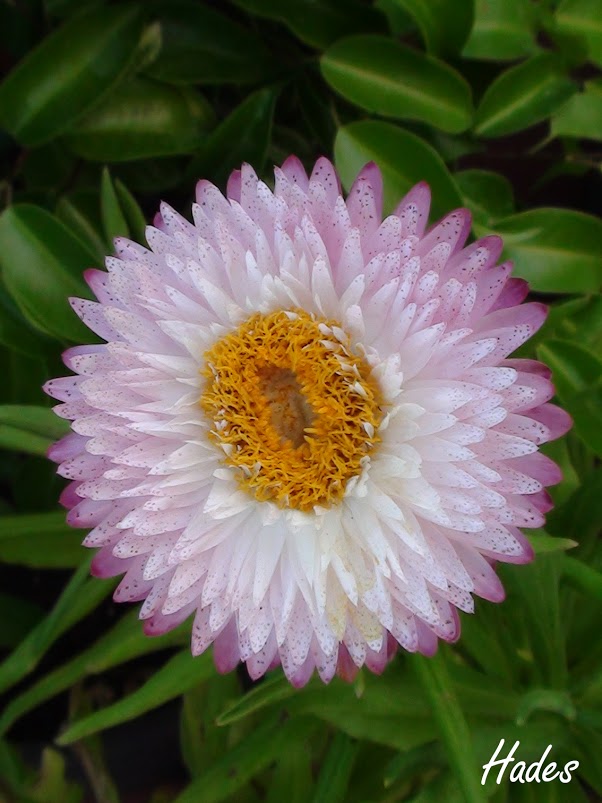 rosa01.jpg
