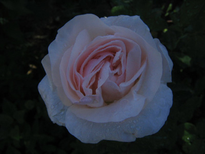 rosa1%7E3.jpg