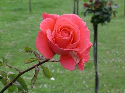 rosa1%7E4.jpg