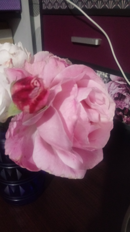 rosa1.jpg