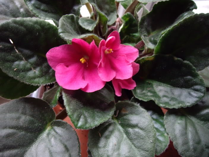 rosa1.jpg