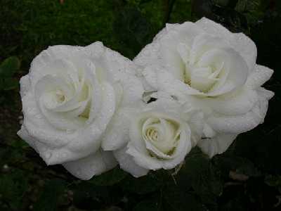 rosa10.jpg