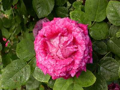 rosa12.jpg