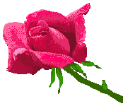 rosa13.gif