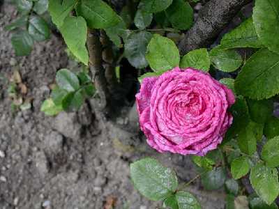 rosa13.jpg