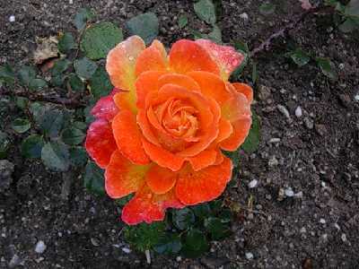 rosa14.jpg