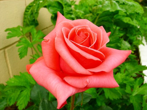 rosa2~1.jpg