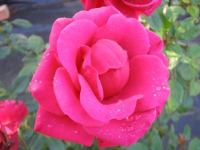 rosa2%7E0.jpg