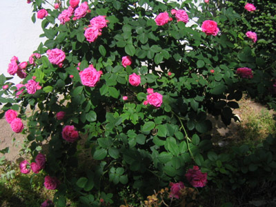 rosa2%7E4.jpg