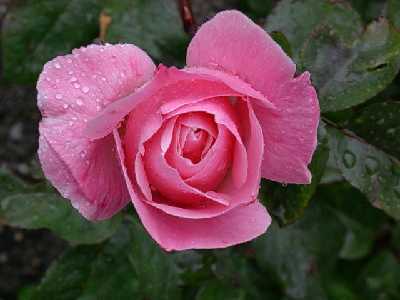 rosa2%7E5.jpg