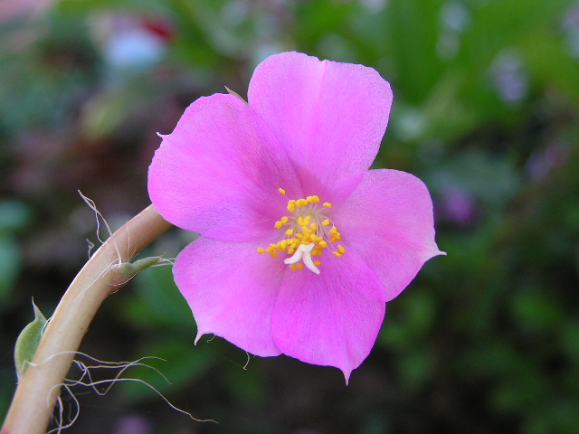 rosa2.jpg