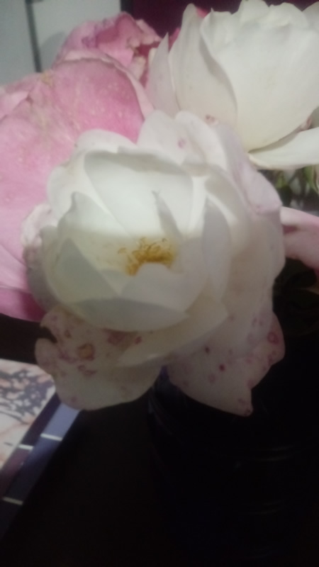 rosa2.jpg