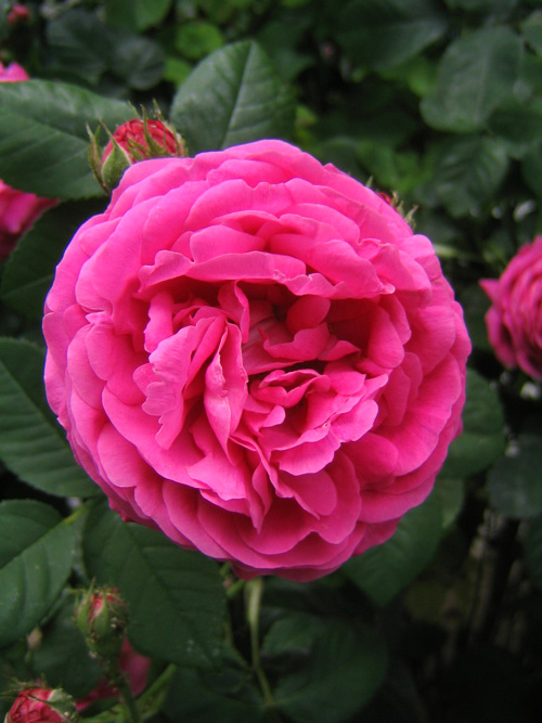 rosa3%7E1.jpg
