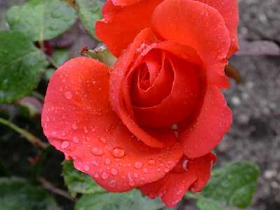 rosa3%7E2.jpg