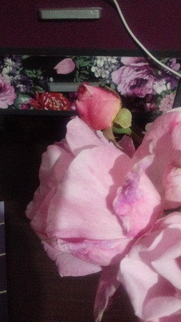 rosa3.jpg