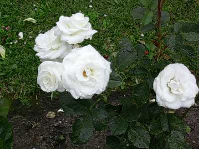 rosa4%7E0.jpg