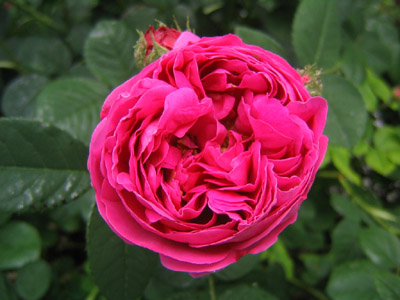 rosa4.jpg