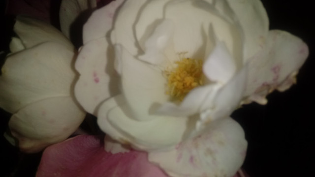 rosa4.jpg