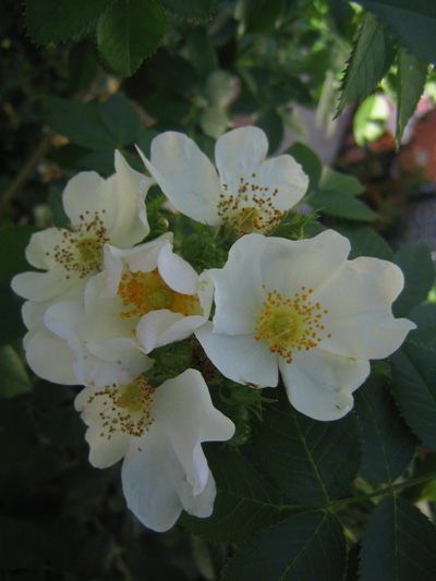 rosa5.jpg