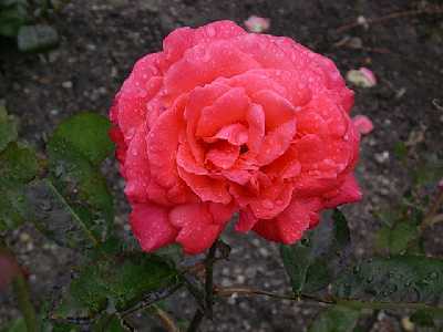 rosa6%7E0.jpg