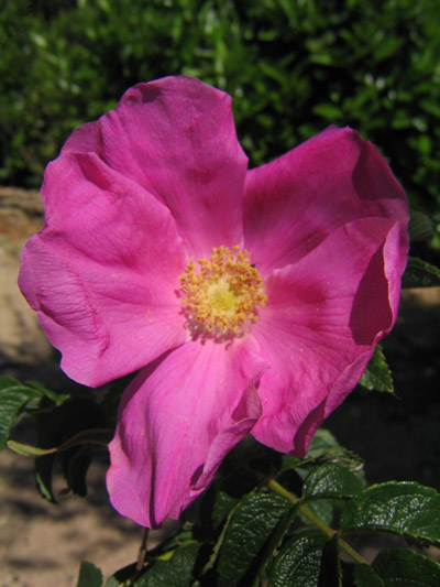 rosa6.jpg