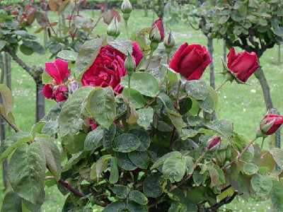 rosa7%7E0.jpg