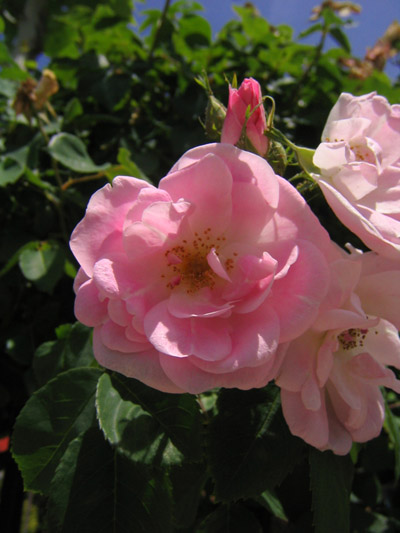 rosa7.jpg
