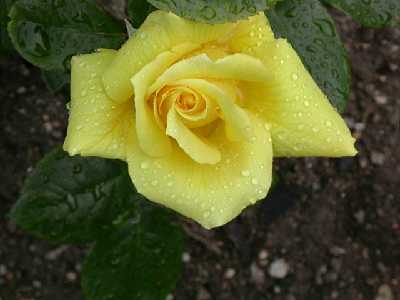 rosa8.jpg