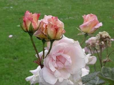 rosa9.jpg