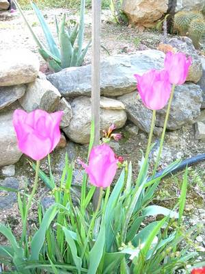 rosa_-_donde_fressias_inf.JPG