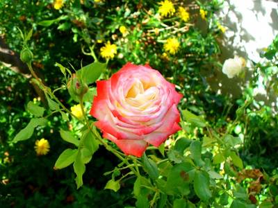 rosa_12jun07.JPG