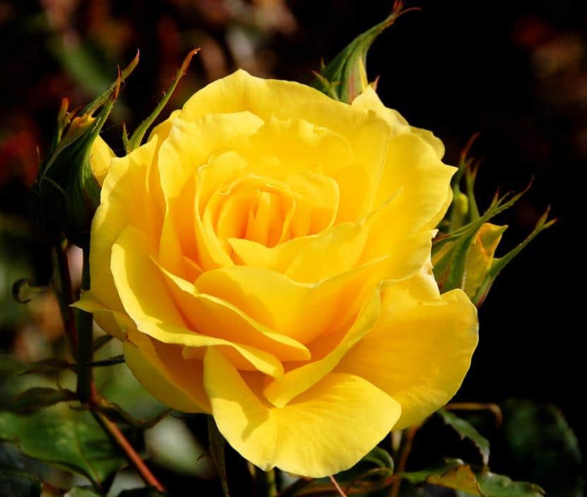rosa_amarilla.jpg