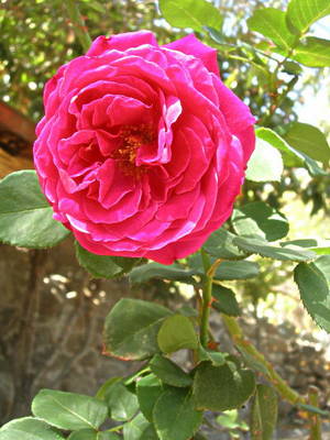 rosa_avatar_inf_22_09_07.JPG