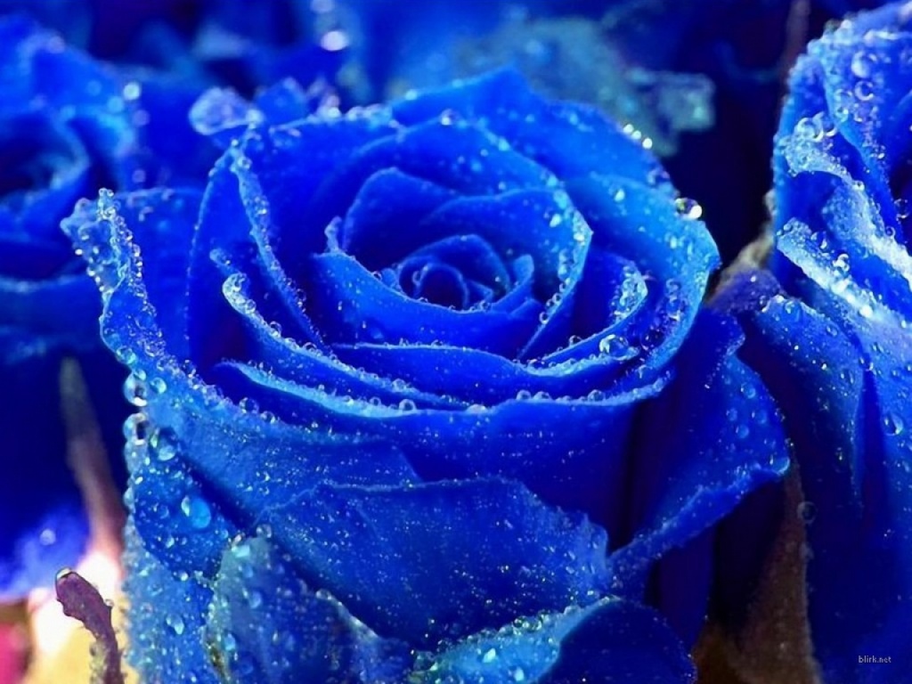 Rosa_Azul-1024x768-555340.jpe