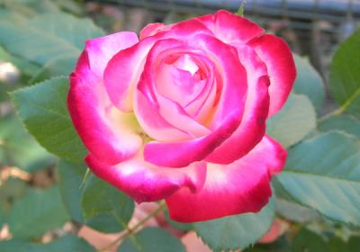 rosa_bicolor_090907_ijfj.JPG