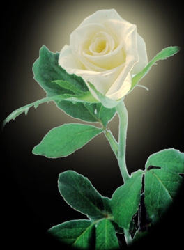 Rosa_blanca.JPG