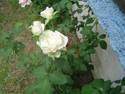 rosa_blanca_1.JPG