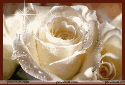 rosa_blanca_brillo.gif