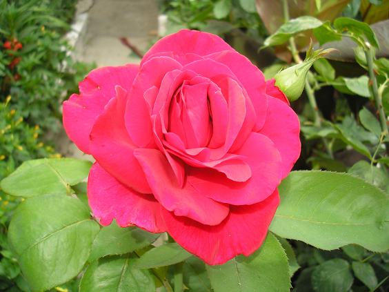 rosa_bonita_1.JPG